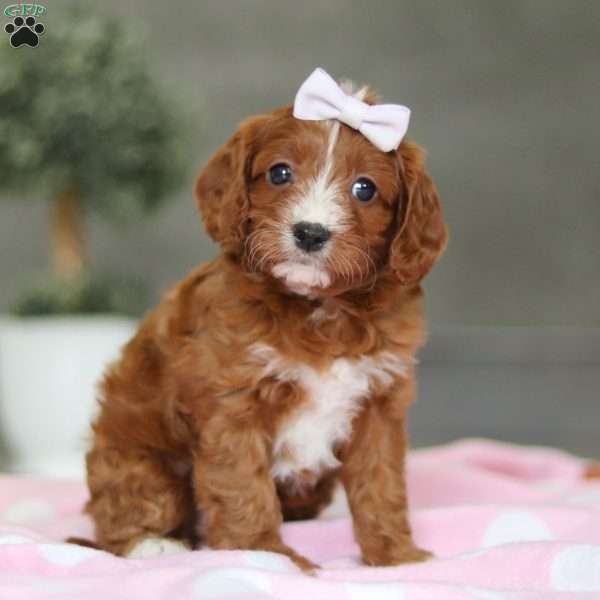 Roxy, Cavapoo Puppy
